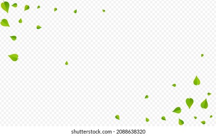 Olive Greens Flying Vector Transparent Background Illustration. Swirl Leaves Branch. Forest Leaf Nature Wallpaper. Foliage Tree Brochure.