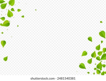 Olive Greens Flying Vector Transparent Background Backdrop. Transparent Leaf Border. Swamp Leaves Fly Plant. Foliage Spring Concept.