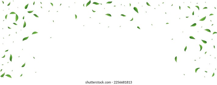 Olive Greens Forest Vector Panoramic White Background Wallpaper. Flying Leaves Template. Grassy Leaf Ecology Plant. Foliage Herbal Branch.