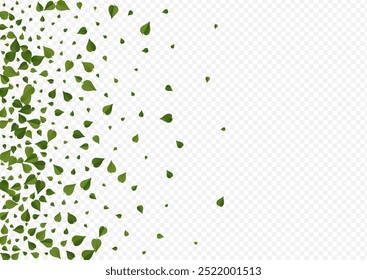Olive Greens Forest Vector Transparent Background Illustration. Herbal Foliage Plant. Green Leaf Tree Poster. Leaves Fresh Template.