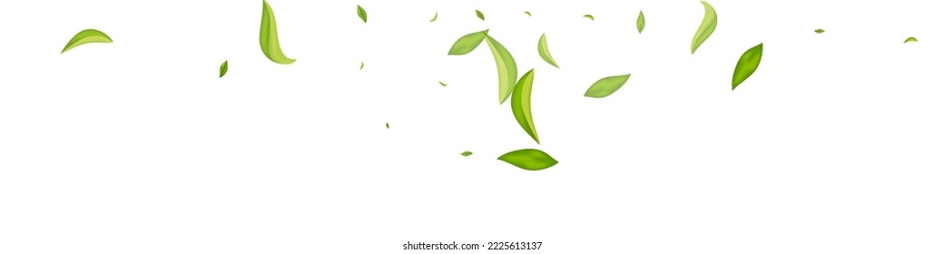Olive Greens Forest Vector White Panoramic Background Border. Wind Leaf Banner. Swamp Leaves Tree Brochure. Foliage Fresh Branch.