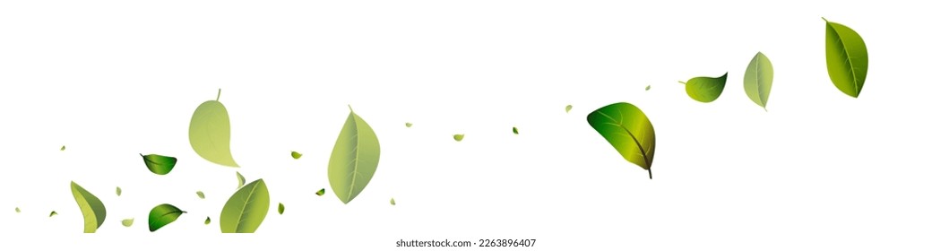 Olive Greens Forest White Panoramic Vector Background Concept. Tea Leaf Background. Green Foliage Blur Poster. Leaves Falling Branch.