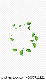 Olive Greens Fresh Vector Transparent Background. Nature Leaves Concept. Green Leaf Fly Illustration. Foliage Realistic Wallpaper.
