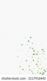 Olive Greens Fresh Vector Transparent Background. Blur Leaf Branch. Forest Foliage Fly Concept. Leaves Realistic Border.