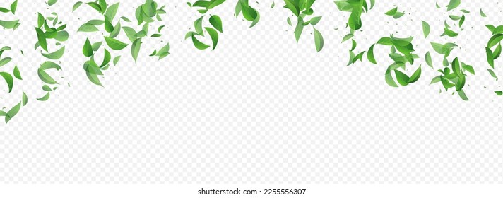 Olive Greens Herbal Vector Panoramic Transparent Background Brochure. Wind Foliage Illustration. Mint Leaves Blur Template. Leaf Fly Border.