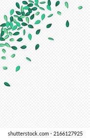 Diseño de fondo transparente del vector de movimiento de los verdes olivos. Afiche de la hoja de té. Papel de escritorio realista de la Fábrica de la Moneda. Deja el folleto orgánico.
