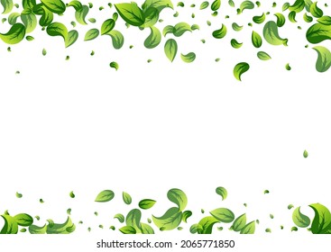 Olive Greens Motion Vector White Background Illustration. Herbal Leaf Banner. Lime Leaves Wind Branch. Foliage Forest Concept.