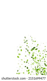Olive Greens Motion Vector White Background. Falling Leaves Wallpaper. Grassy Leaf Tea Concept. Foliage Tree Plant.