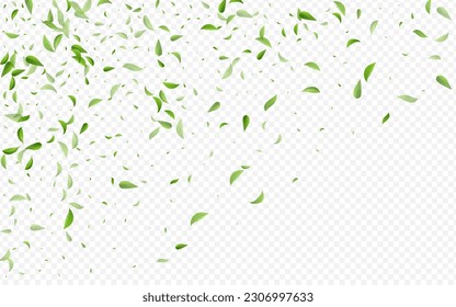 Olive Greens Nature Vector Transparent Background Banner. Forest Foliage Backdrop. Forest Leaf Motion Brochure. Leaves Fresh Pattern.