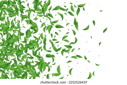 Olive Greens Nature Vector White Background Concept. Kräuterlebern Design. Blattmuster aus Kalkblättern. Abstrakte Leaf-Grenze.