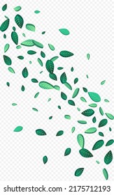 Olive Greens Organic Vector Transparent Background Wallpaper. Forest Leaves Branch. Mint Foliage Wind Plant. Leaf Tree Concept.