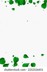 Pancarta De Fondo Transparente Del Vector Orgánico De Los Verdes De Oliva. Afiche de las hojas realistas. Folleto de la Naturaleza de la Hoja de Moneda. Papel tapiz de la primavera de follaje.