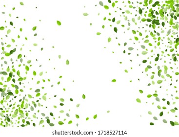Olive Greens Realistic Vector Banner. Tea Leaves Design. Lime Foliage Background. Leaf Ecology Plant.