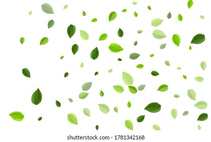 Olive Greens Realistisches Vektordesign. Transparente Foliage-Vorlage. Der Wald hinterlässt eine fliegende Illustration. Die Grenze fällt mit dem Bleistift.