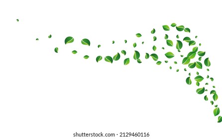 Olive Greens Realistic Vector White Background. Abstract Leaf Branch. Mint Leaves Swirl Concept. Foliage Fly Wallpaper.