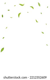 Olive Greens Realistic Vector White Background Plant. Organic Foliage Poster. Forest Leaf Forest Pattern. Leaves Herbal Border.