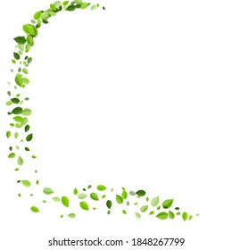 Olive Greens Swirl Vector Design. Wind Foliage Border. Swamp Leaves Fresh Plant. Leaf Abstract Template.