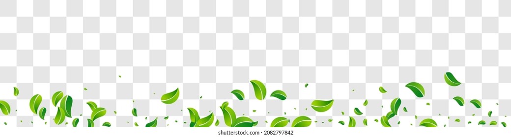 Olive Greens Tea Vector Panoramic Transparent Background Brochure. Nature Foliage Border. Grassy Leaves Ecology Template. Leaf Fly Design.