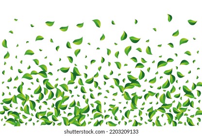 Olivengrün Tee, Vektorweißer Hintergrund. Transparentes Foliage Poster. Das Konzept der Flügelflüge von Sumpfblättern. Bio-Muster verlassen.