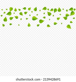 Olive Greens Transparent Vector Transparent Background Backdrop. Spring Foliage Plant. Mint Leaves Tea Illustration. Leaf Nature Border.