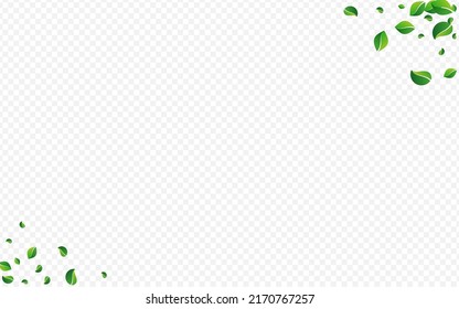 Olive Greens Tree Vector Transparent Background. Wind Foliage Wallpaper. Mint Leaves Swirl Banner. Leaf Flying Template.