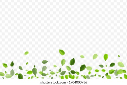 Olive Greens Vector Border. Swamp Leaves Motion Banner. Swirl Plant. Mint Foliage Transparent Template.