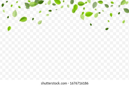Olive Greens Vektorillustration Illustration. Mint-Blätter Ökologie-Vorlage. Transparentes Konzept. Waldblatt-Windbanner.