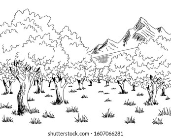 Olive grove graphic black white landscape sketch illustration vector