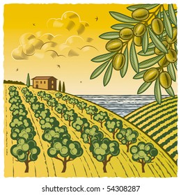 Olive Grove. Vector