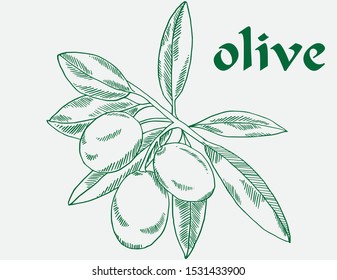 olive  hand draw vector line green