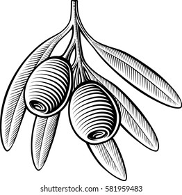 olive hand drawing