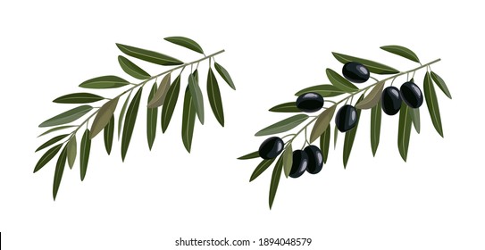 Olive hand drawn branch black olives isolated on white background. Vector illustration