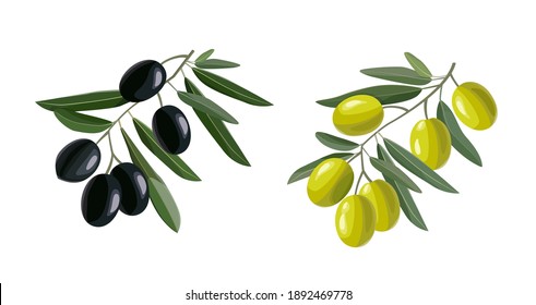 Olive hand drawn branch with green and black olives isolated on white background. Vector illustration