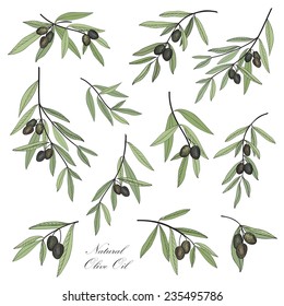 Olive. Hand drawn olive branch set. Stylish design elements collection for label, pack.