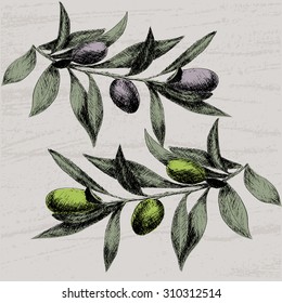 olive hand drawn branches illustration