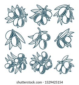 Olive. Olive hand drawn vector illustrations set. Part of set.