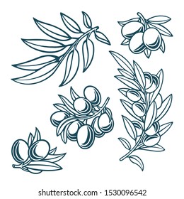 Olive. Olive hand drawn vector illustrations set. Part of set.