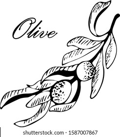 Olive. Olive hand drawn vector illustrations