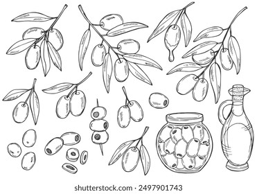 Olive hand drawn vector sketch set in doodle style isolated on white background. Olive line art set of branch, glass bottle of oil, olives on a stick.