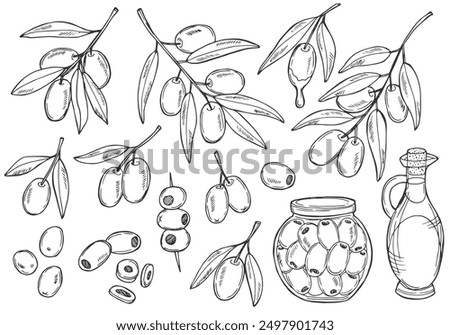 Olive hand drawn vector sketch set in doodle style isolated on white background. Olive line art set of branch, glass bottle of oil, olives on a stick.