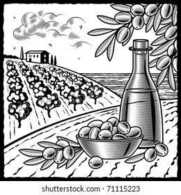 Olive harvest black and white. Vector