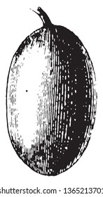 El aceite de oliva se ha cultivado desde los primeros tiempos, principalmente por su aceite, que se obtiene del fruto mediante presión, dibujo de la línea de cosecha o ilustración de grabado.
