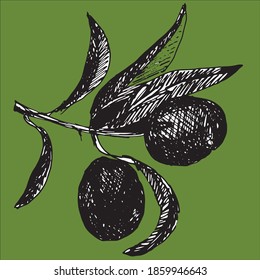 Olive isolated leaf. Olive food green branch plant illustration.