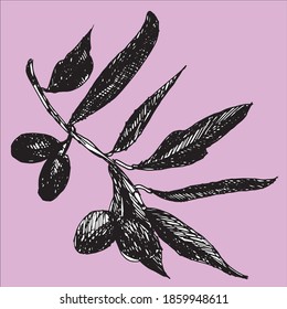 Olive isolated leaf. Olive food green branch plant illustration.
