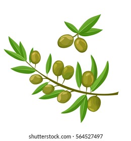 Olive Isolated on white background. Branch with Olive set vector illustration oil.