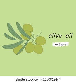 Olive layout vector illustration. Healthy food illustration. Flatlay design. Natural organic food vector. Vegetarian food. Olive oil concept for ecological product and advertising.