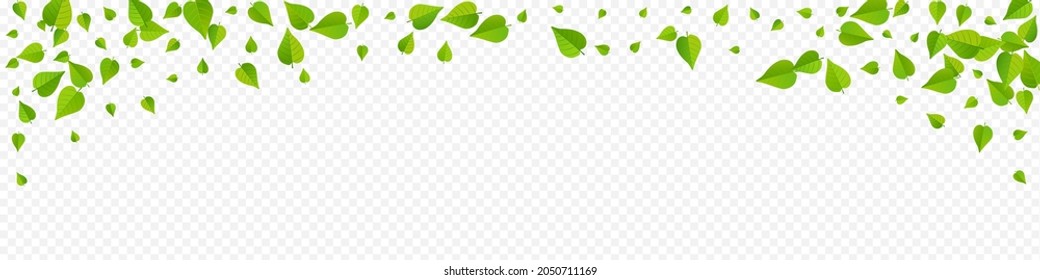 Olive Leaf Abstract Vector Panoramic Transparent Background Wallpaper. Spring Leaves Banner. Grassy Greens Fly Concept. Foliage Realistic Design.