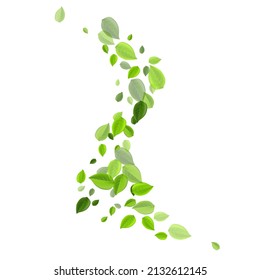 Olive Leaf Abstract Vector Poster. Motion Foliage Banner. Lime Leaves Organic Template. Greens Wind Illustration.