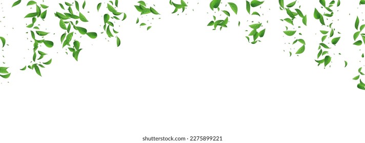 Olive Leaf Blur Vector Panoramic White Background Concept. Fresh Foliage Pattern. Mint Leaves Tree Poster. Greens Tea Illustration.