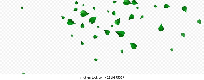 Olive Leaf Ecology Vector Panoramic Transparent Background Branch. Blur Foliage Template. Mint Greens Fly Illustration. Leaves Herbal Concept.